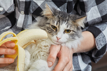 cat with banana