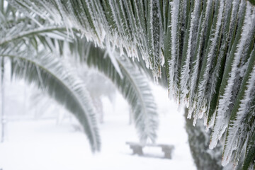 an unusual image of a palm leaf completely bent by a thick layer of snow, concept for climate change. Spain, extremadura.