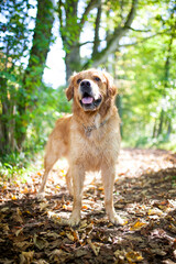 Portrait of an Golden retriever Dog