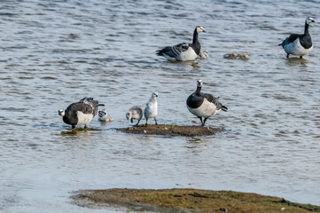 Barnacle Gееse (Branta leucopsis) with goslings at colony in Barents Sea coastal area, Russia