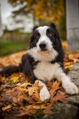 Fototapeta premium Australian Shepherd liegt im Wald am Boden. 