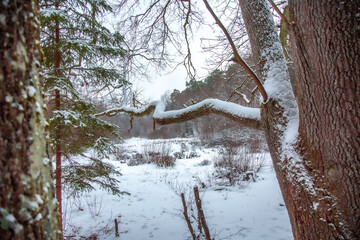 Winterwanderung am Gelterswoog, im Schnee, Kaiserslautern, Hohenecken, Strandbad, Wald , Naherholungsgebiet
