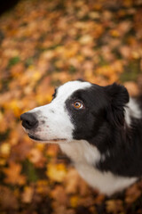 Portrait eines Australian Shepherd im Wald.