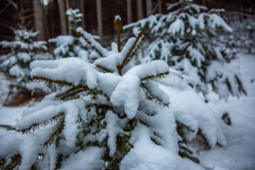Winterwanderung am Gelterswoog, im Schnee, Kaiserslautern, Hohenecken, Strandbad, Wald , Naherholungsgebiet