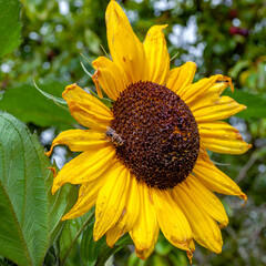 Bright sunflower flower with a bee against a background of slightly blurred greens of bushes and trees on a warm sunny day of early autumn	

