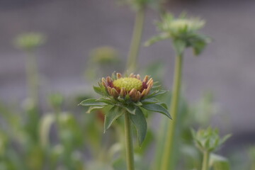 Photo of a green Chrysanthemum flower bud in a closeup shoot, also known as Chandramallika