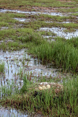 Nest of the Barnacle Goose (Branta leucopsis) in Barents Sea coastal area, Russia