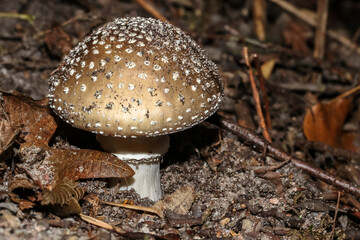 Pilz Pantherpilz, Amanita pantherina