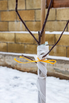 Young cultivar apple tree trunk wrapped with a spunbond bandage to protect it from frost and sunscald in the autumn garden