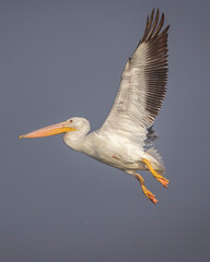 Fototapeta na wymiar Pelican In Flight