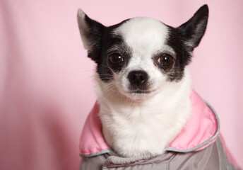 Female black and white Chihuahua dog in a pink and gray jacket with a pink background