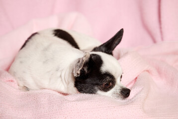 Female black and white Chihuahua dog surrounded by a pink blanket