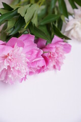 Bouquet of fresh pink and white peonies on a grey background