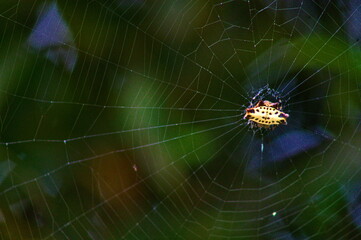 Spider building a web
