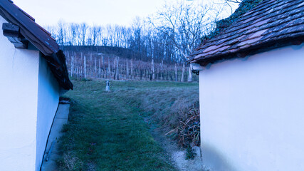 Austrian wine fields in winter