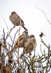 House sparrows sitting on a bare-branched tree in weinter
