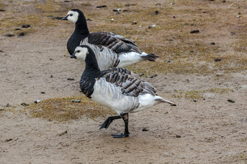 Molting Barnacle Geese (Branta leucopsis) at colony in Barents Sea coastal area, Russia