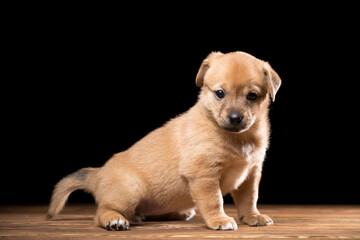 Obraz premium Cute puppy on a wooden table. Studio photo on a black background. Horizontally framed shot.