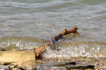 Wellen brechen sich an einem im Wasser liegenden Baumstamm