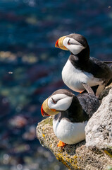Horned Puffins (Fratercula corniculata) at St. George Island, Pribilof Islands, Alaska, USA