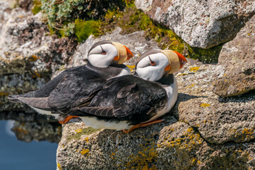 Horned Puffins (Fratercula corniculata) at St. George Island, Pribilof Islands, Alaska, USA