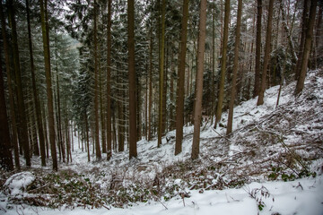 Winterwanderung am Gelterswoog, im Schnee, Kaiserslautern, Hohenecken, Strandbad, Wald , Naherholungsgebiet