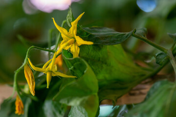 Fresh lot of tomato hanging  plants growing in greenhouse