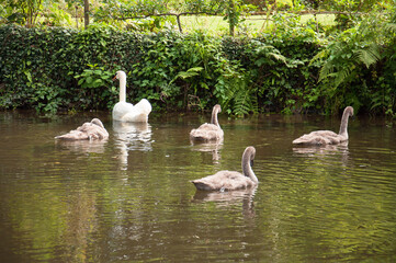 Swans and cygnets on a summer pond.