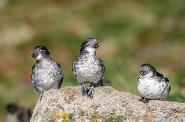 Least Auklets (Aethia pusilla) at colony in St. George Island, Pribilof Islands, Alaska, USA