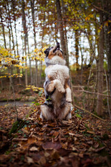 Australian shepherd doing tricks in the forest.