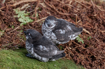 Least Auklets (Aethia pusilla) at colony in St. George Island, Pribilof Islands, Alaska, USA