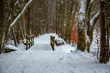 Winterwanderung am Gelterswoog, im Schnee, Kaiserslautern, Hohenecken, Strandbad, Wald , Naherholungsgebiet