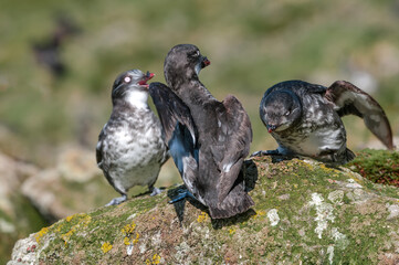 Least Auklets (Aethia pusilla) at colony in St. George Island, Pribilof Islands, Alaska, USA