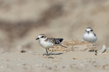 Male kentish plover bird, on the beach