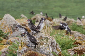 Least Auklets (Aethia pusilla) at colony in St. George Island, Pribilof Islands, Alaska, USA
