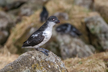 Fototapeta premium Least Auklets (Aethia pusilla) at colony in St. George Island, Pribilof Islands, Alaska, USA