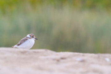 Young, kentish plover on the beach