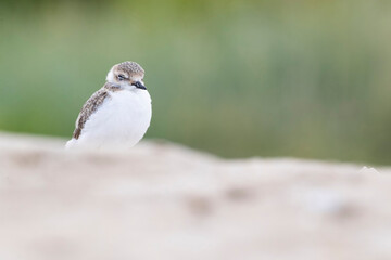 Young, kentish plover on the beach