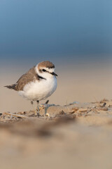 Male kentish plover bird, on the beach