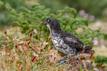 Least Auklet (Aethia pusilla) at colony in St. George Island, Pribilof Islands, Alaska, USA