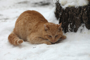 Fluffy cat siting on snow