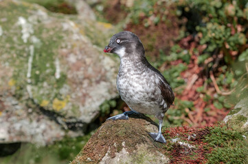 Least Auklet (Aethia pusilla) at colony in St. George Island, Pribilof Islands, Alaska, USA