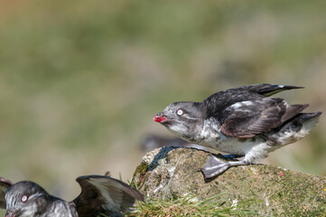 Least Auklet (Aethia pusilla) at colony in St. George Island, Pribilof Islands, Alaska, USA