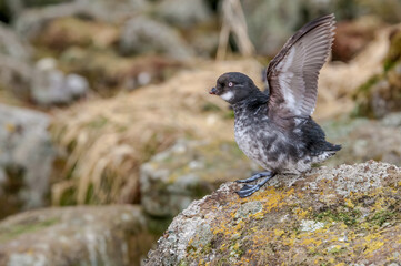 Least Auklet (Aethia pusilla) at colony in St. George Island, Pribilof Islands, Alaska, USA