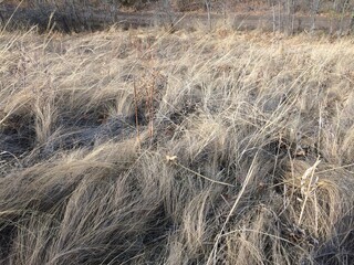steppe feather grass