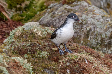 Least Auklet (Aethia pusilla) at colony in St. George Island, Pribilof Islands, Alaska, USA