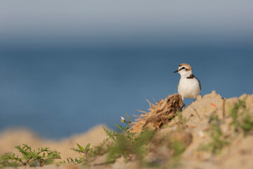 Male kentish plover bird, on the beach