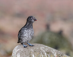 Least Auklet (Aethia pusilla) at colony in St. George Island, Pribilof Islands, Alaska, USA