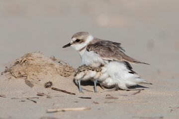 kentish plover, mother and baby bird © vinx83
