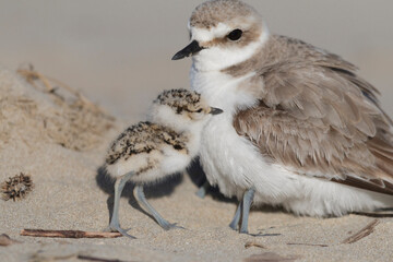 kentish plover, mother and baby bird © vinx83